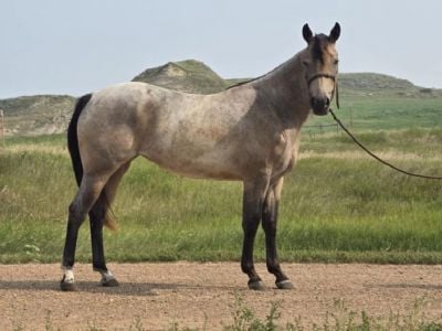 London Blue Drift JW <BR>AQHA 6370891